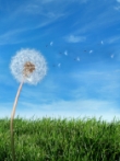 an image of a dandelion with a blue sky in the background.