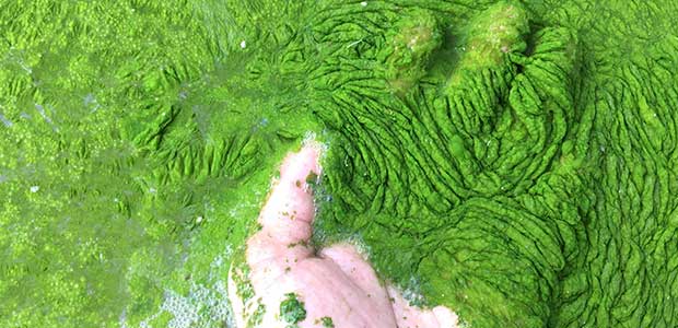 EPA Awards $681,343 to Ohio State University for Harmful Algae Blooms Research