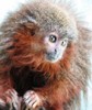 new Titi monkey