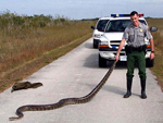 A Burmese python found along the Shark Valley Road in the Everglades 