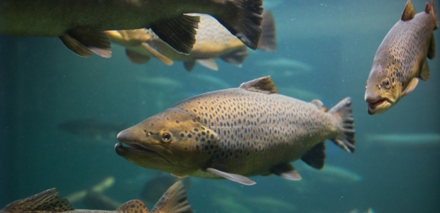 In the early 1990s, the federal government began listing salmon species as endangered under the Endangered Species Act. Today, federal agencies have listed 18 species of salmon, steelhead, and bull trout as either threatened or endangered.