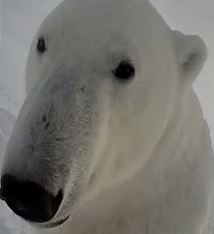 Through the Eyes of a Polar Bear