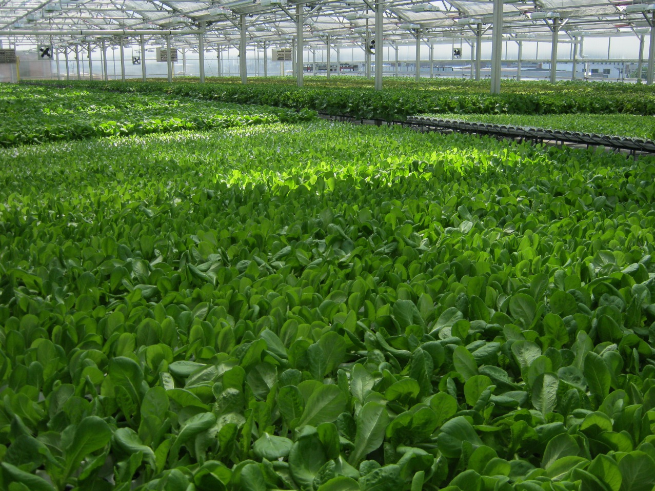Nation's First Commercial Urban Hydroponic Greenhouse Opens ...
