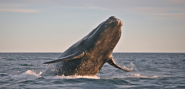 Right whales are protected by the Ship Strike Reduction Rule.