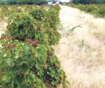 afterflyashbioremediation