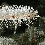Pine tree study results may have application for air quality models
