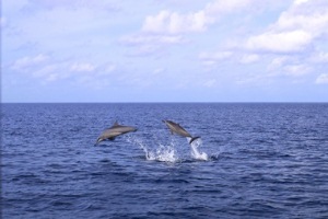 Resort in Maldives Offers Protection Code for Dolphins