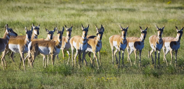 Biodiversity in Grasslands Restored by Grazing Animals -- Environmental