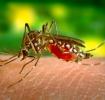 Most people infected with dengue fever experience no symptoms at all or only a mild fever.