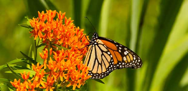 Monarch Butterfly Species Added to Endangered Species List
