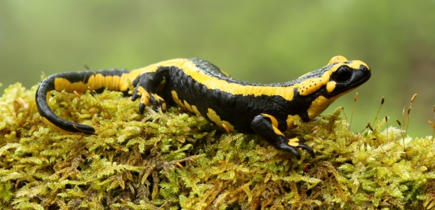According to new research, salamanders may be shrinking in size due to the environmental changes caused by rapid climate change.