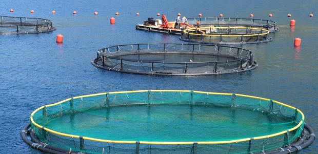 The January 2016 final rule from NOAA will allow aquaculture operations in federal waters of the Gulf of Mexico. 