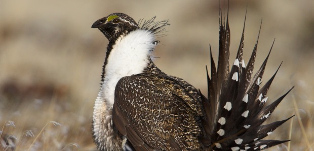 The survey showed a majority of Western sportsmen and women support habitat action so the greater sage grouse is not added to the Endangered Species List.