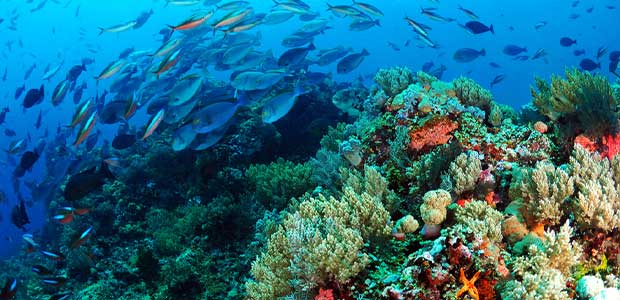 How Does Environmental DNA Help Protect Biodiversity?
