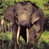 Endangered Elephants Killed in Indonesia
