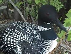 This USGS video provides insight in to the life of the common loon as captured by research scientists using modern technologies. Scientists used satellite telemetry and archival geolocator tag technologies to gain critical information on migratory movements of breeding loons in the Upper Midwest to guide conservation planning. 