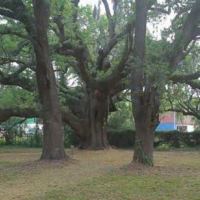 About a dozen trees that are more than 200 years old are located on GPA