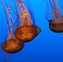 This video concerns very large swarms of jellyfish in the Gulf of Mexico that are studied to learn about environmental changes.