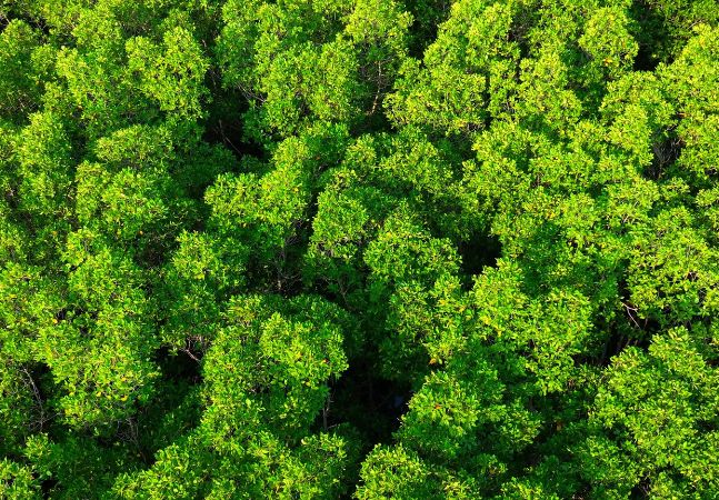 Aerial drone view of vast mangrove forest canopy
