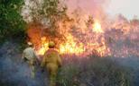 Forest fires affect the organic content of soil.