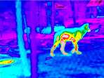 a wolf seen through a thermal imaging camera