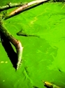 A new study involves algae blooms and endocrine disruptors in zebrafish.