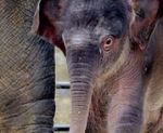 Asian elephants are protected by the Endangered Species Act. Photo courtesy Smithsonian Institution.