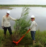 The U.S. Fish & Wildlife Service is offering summer jobs similar to that shown here where workers are cutting down an invasive salt cedar tree from Bitter Lake Refuge in Nevada.