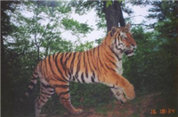 Russian tiger
