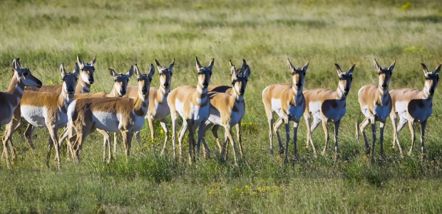 Grazing animals, such as pronghorns, may be able to restore biodiversity, according to a new study.