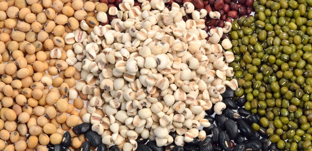 Legumes Become Newest Sustainable Crop