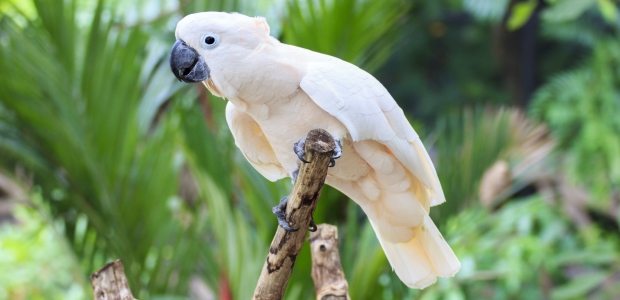 Three Cockatoo Species Listed as Endangered Species