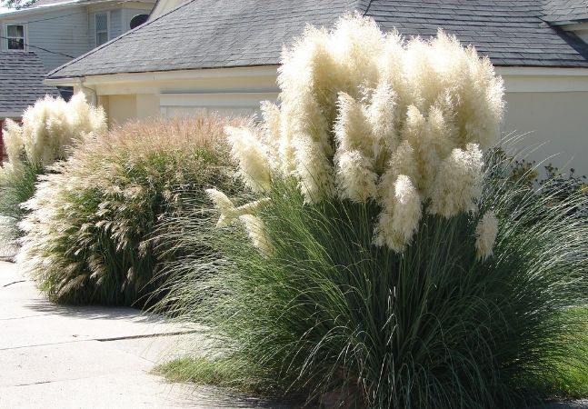 Pampas Grass, ornamental grasses, in full bloom
