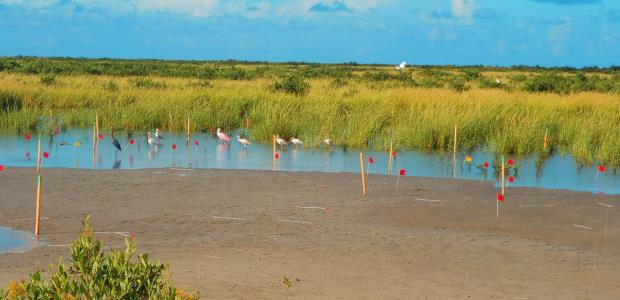 Wading birds feed near wooden posts marking a research site in a Louisiana salt marsh in Port Fourchon, La. Color-coded posts mark research plots for the USGS-University of Texas Rio Grande Valley study. (USGS photo)
