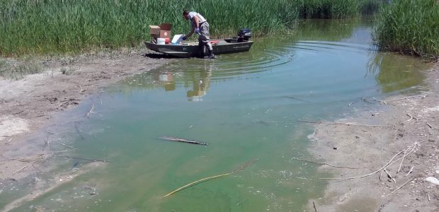 DEQ reported that its water quality crews responded on June 6, 2018, to a report of an algal bloom in Provo Bay and collected five samples at various locations at and around the Swede Sportsman Access. (Utah DEQ photo)