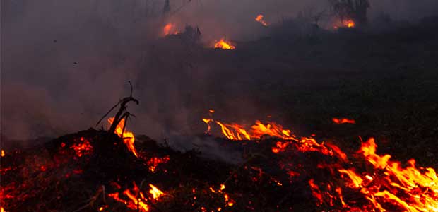Ways You Can Help the Burning Amazon Rainforest