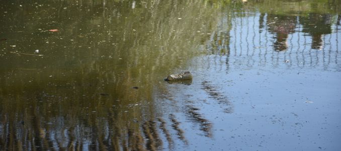 Litter in a Rural Lake