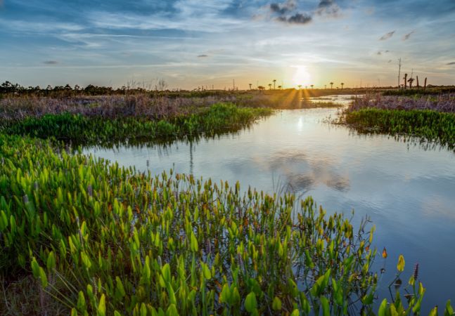 Lush Viera wetlands at sunset