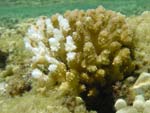 Bleached Coral
