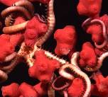 Bubblegum Coral