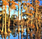 Georgia Cypress. By Craig Tanner