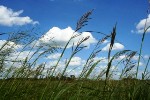 Prarie Cordgrass
