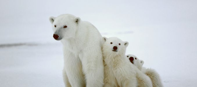 Mother Polar Bear with Cubs