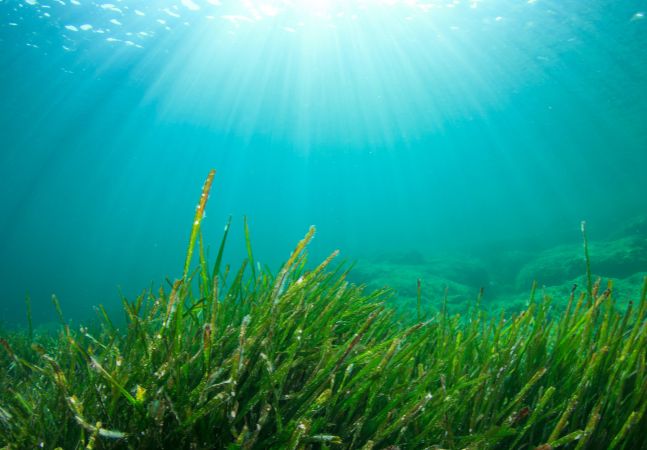 Seagrass