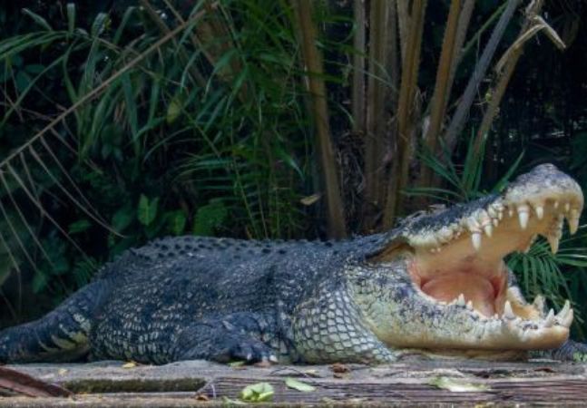 Wastewater System for Crocodile