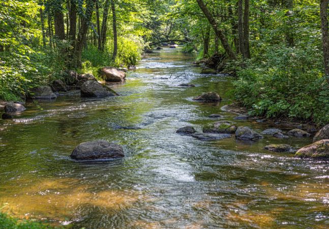 Stream Water