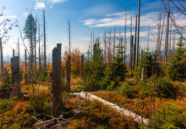 Forest dieback on a mountain