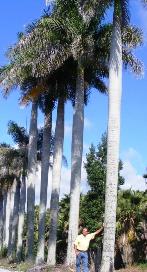 Palm trees in foster care