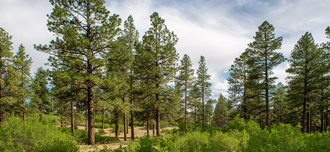 National Forest Foundation Teams with USDA Forest Service for New Outreach Campaign