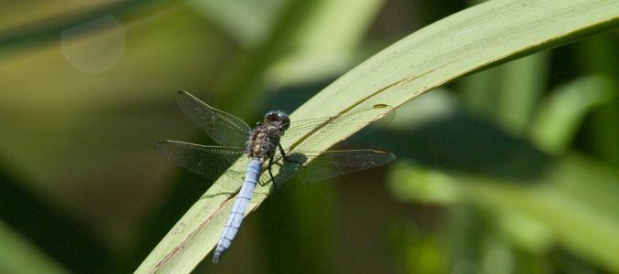 Ecosystem Insects